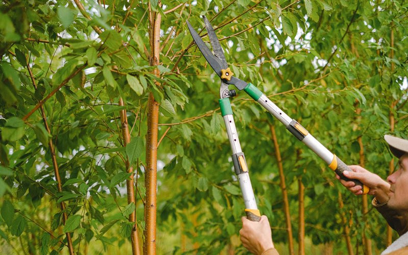 Tree trimming in Harrisonville, PA