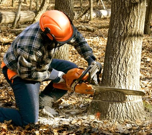 Tree Removal in Harrisonville, PA